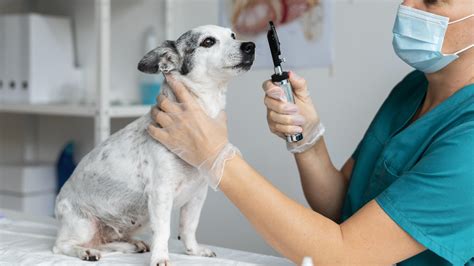vet decatur ga|veterinarian decatur tx.